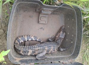 Jacaré-açu é capturado em residência no setor Flamboyant e devolvido à natureza